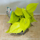 Philodendron Hederaceum Lemon Lime in a 12cm Pot Cassandra's Plants