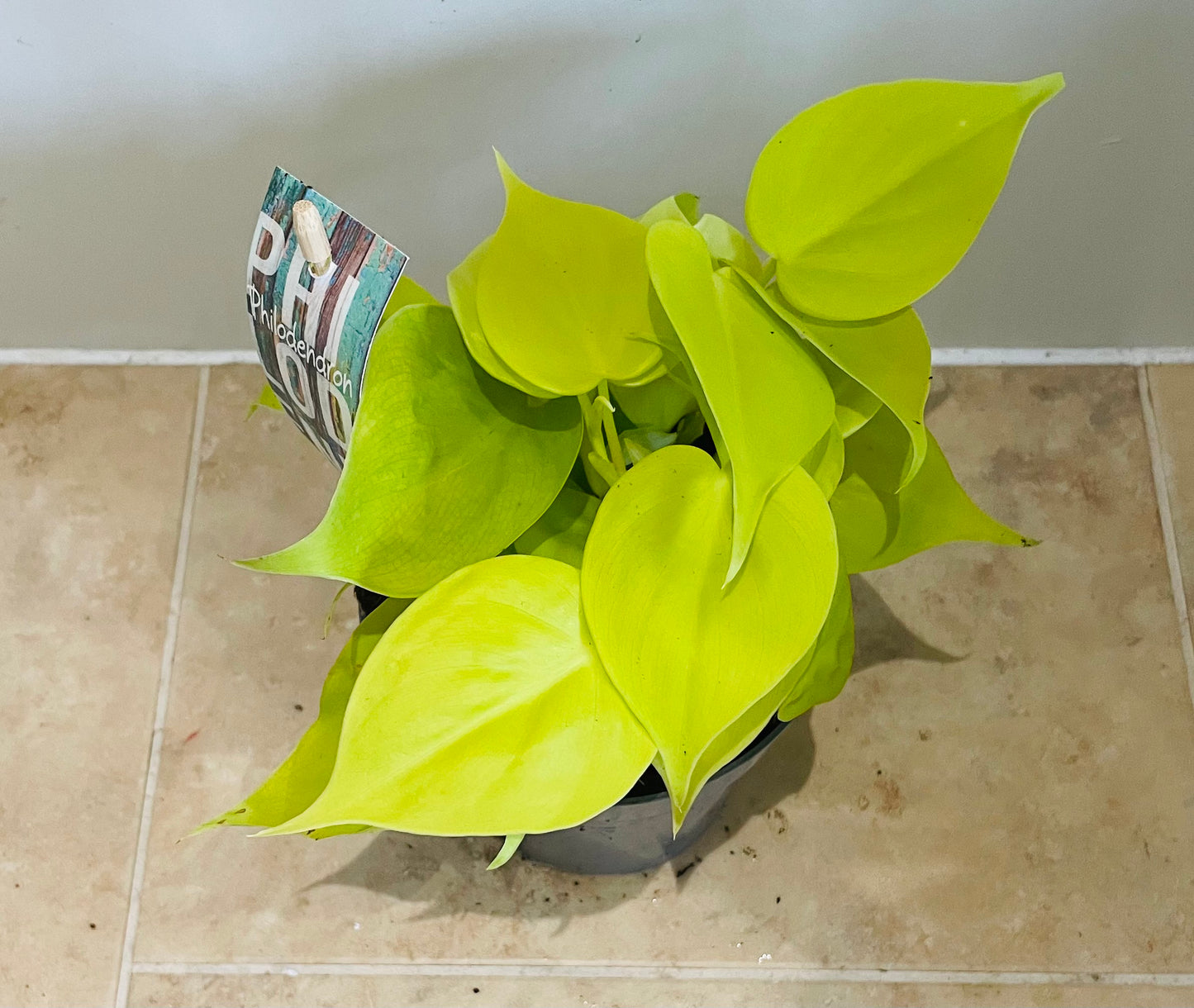 Philodendron Hederaceum Lemon Lime in a 12cm Pot Cassandra's Plants