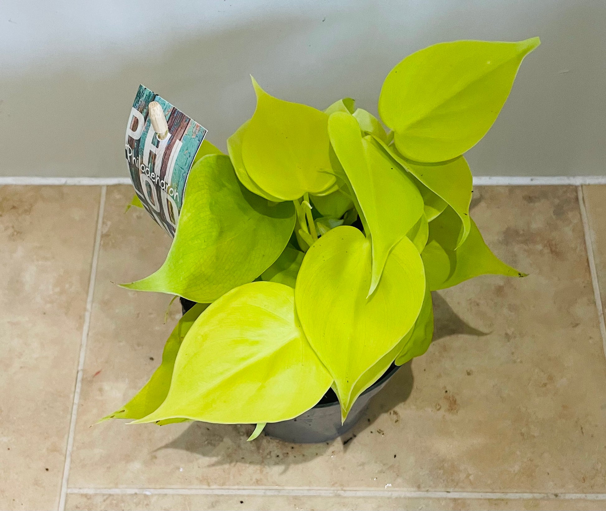 Philodendron Hederaceum Lemon Lime in a 12cm Pot Cassandra's Plants