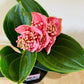 Medinilla Magnifica in a 14cm pot Cassandra's Plants