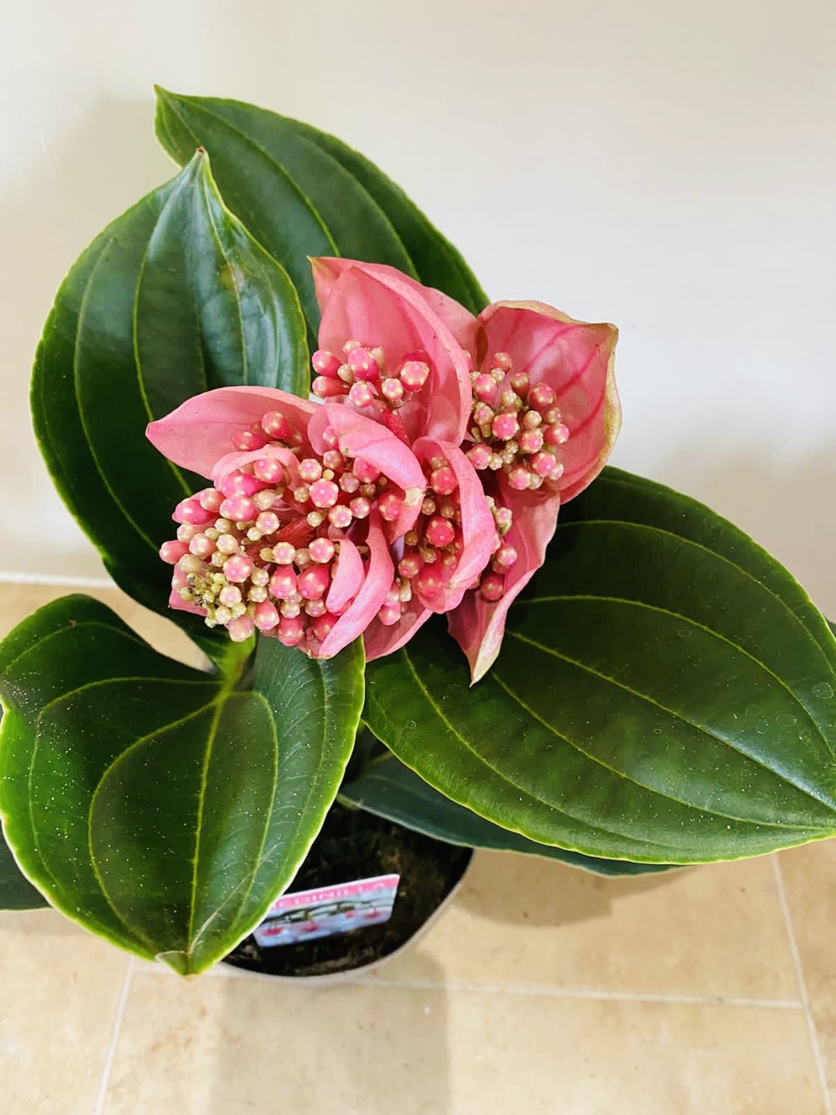Medinilla Magnifica in a 14cm pot Cassandra's Plants