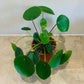 Pilea Peperomoides Chinese Money Plant Cassandra's Plants
