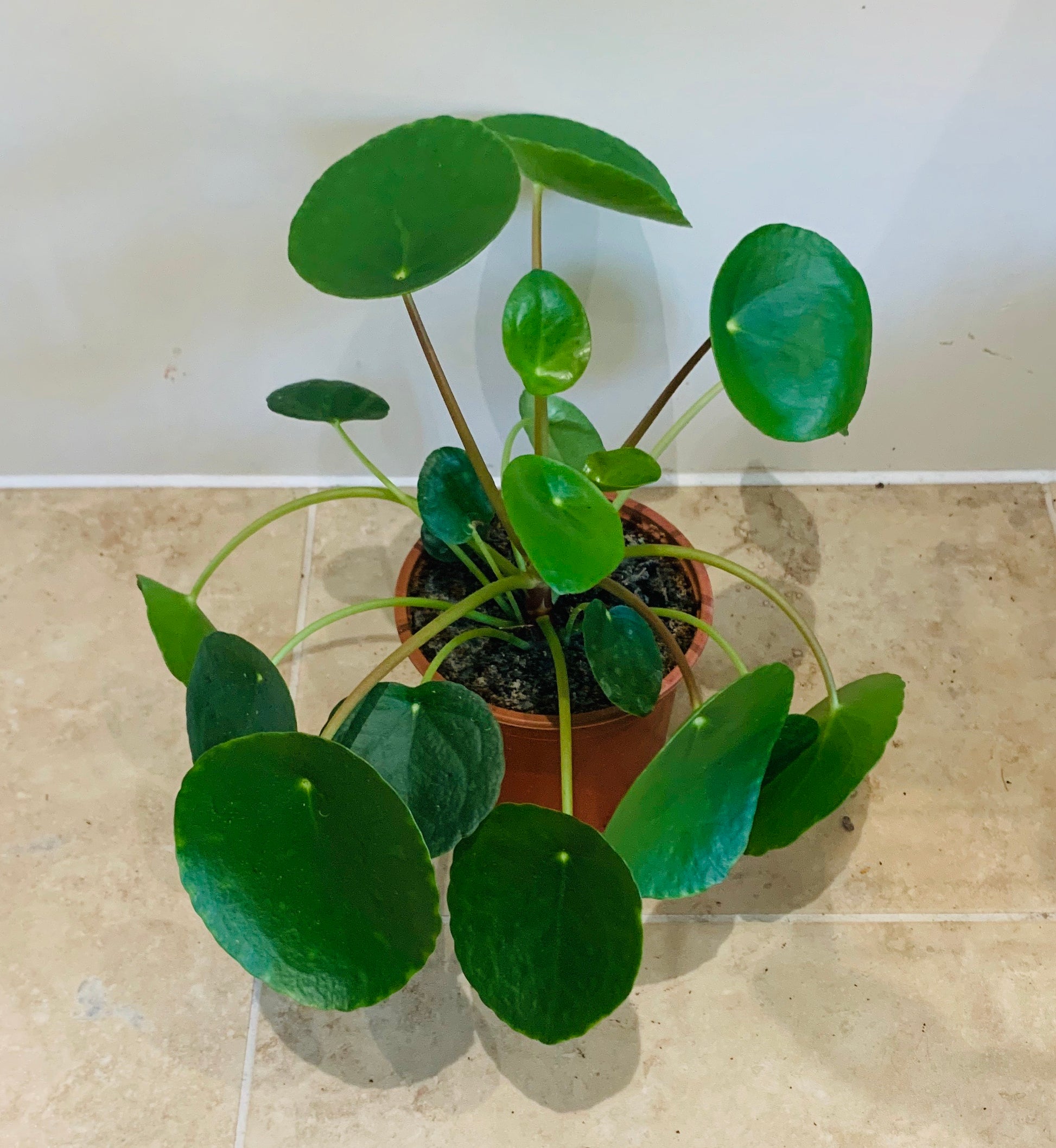Pilea Peperomoides Chinese Money Plant Cassandra's Plants