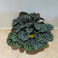 Peperomia Burbella Cassandra's Plants