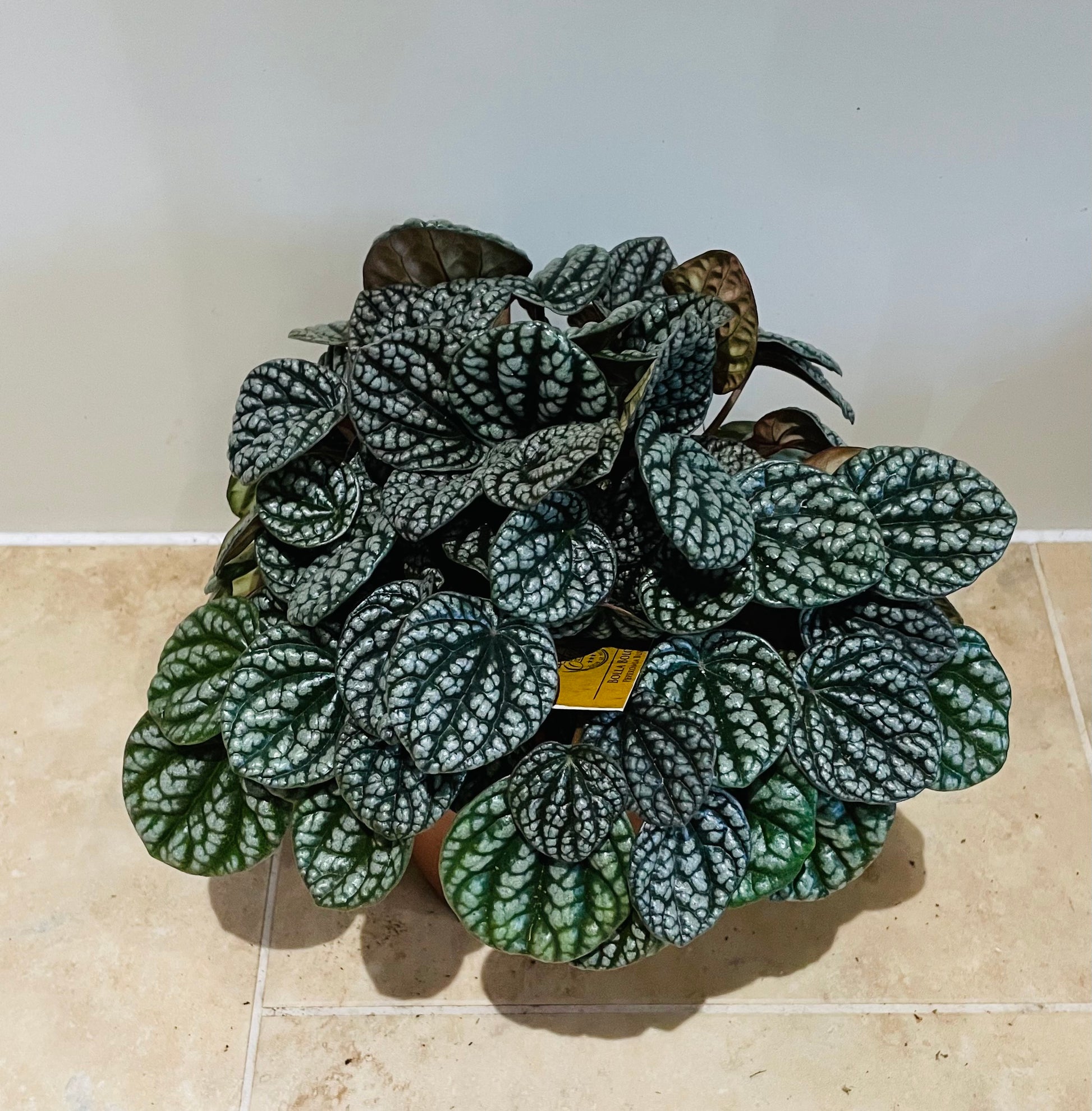 Peperomia Burbella Cassandra's Plants