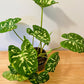 Caladium Hilo Beauty 12cm Pot Cassandra's Plants