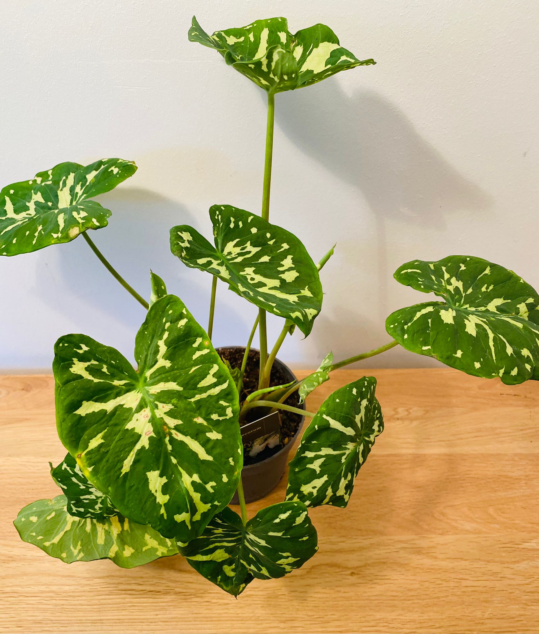 Caladium Hilo Beauty 12cm Pot Cassandra's Plants