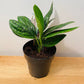 Monstera Karstenianum Peru in a 12cm pot Cassandra's Plants