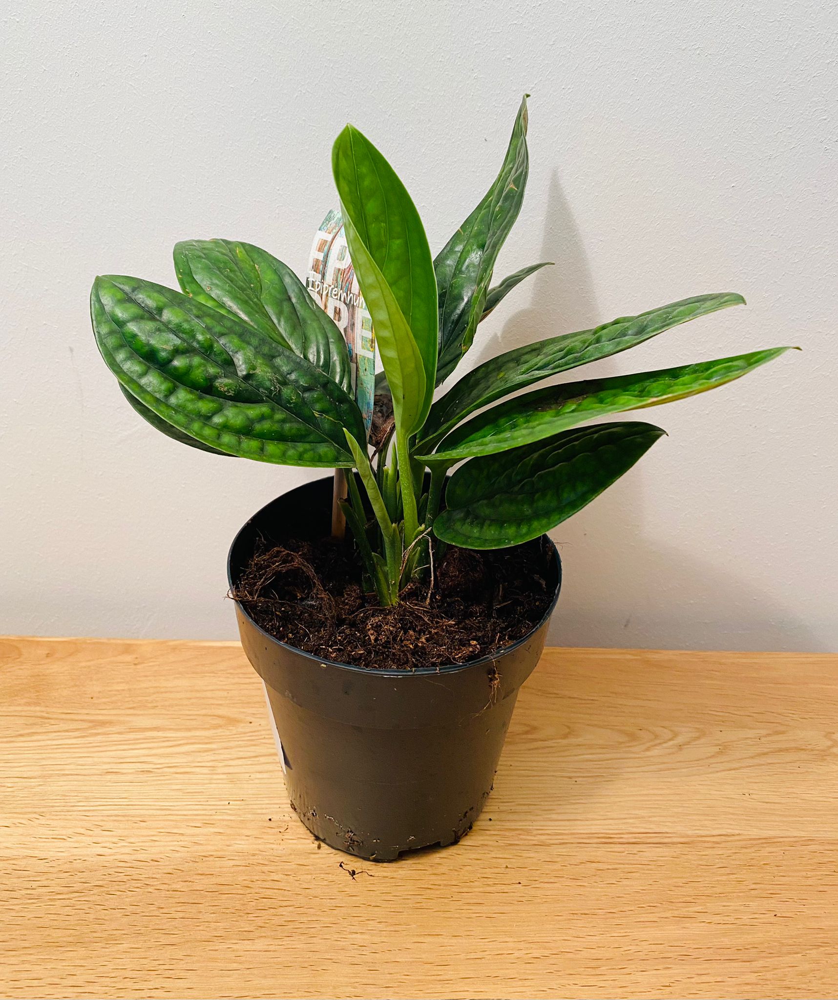 Monstera Karstenianum Peru in a 12cm pot Cassandra's Plants