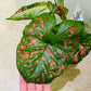 Caladium Dart Frog 12cm Pot Cassandra's Plants