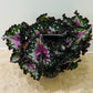 Begonia Rex “Purple Blush” 13cm Pot Cassandra's Plants