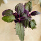 Gynura Aurantiaca Purple Passion in a 7cm pot Cassandra's Plants