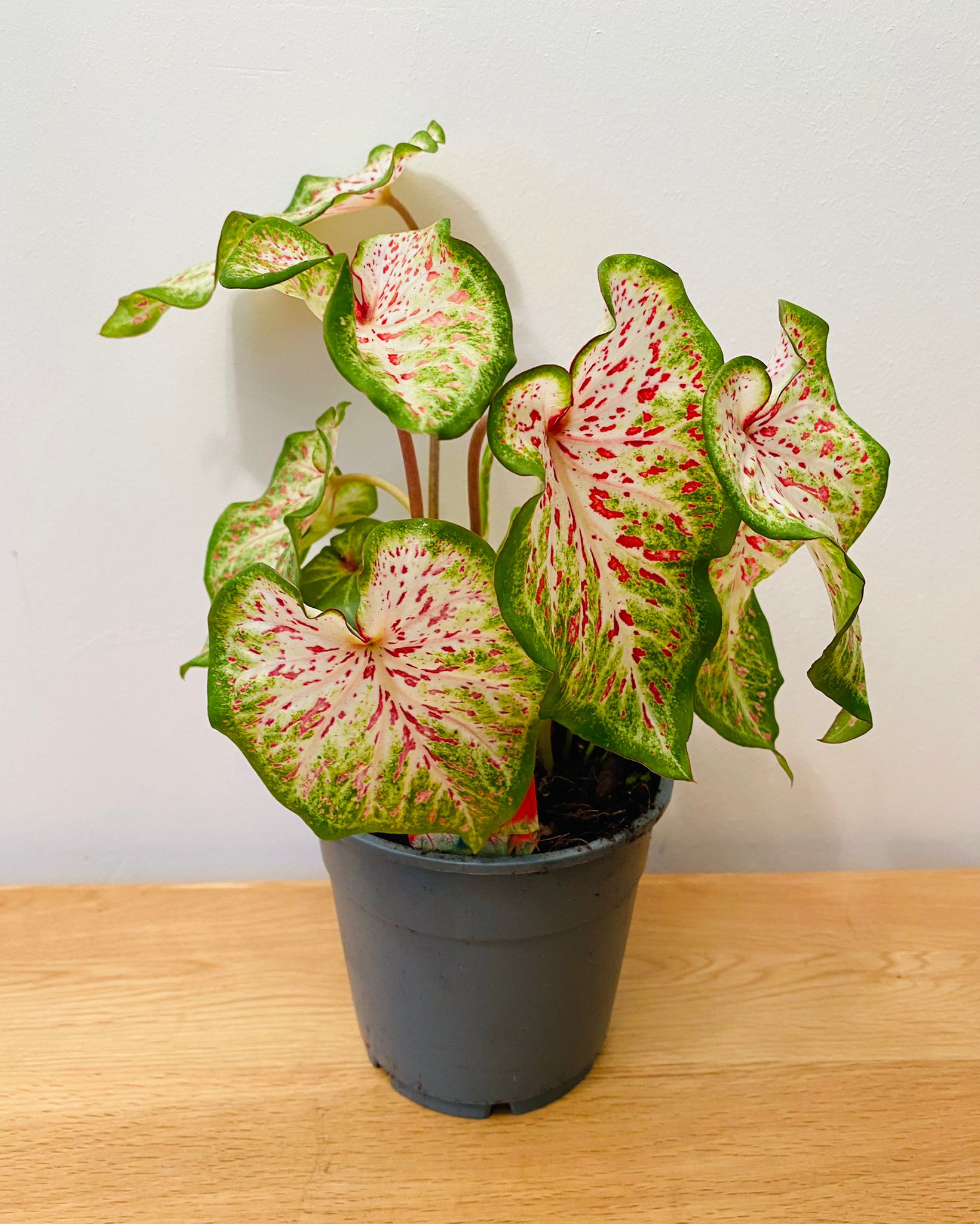 Caladium Daydreamer 12cm Pot Cassandra's Plants