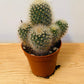 Mammillaria Pilcayensis