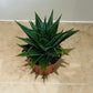 Aloe Flow 8.5cm Pot Cassandra's Plants