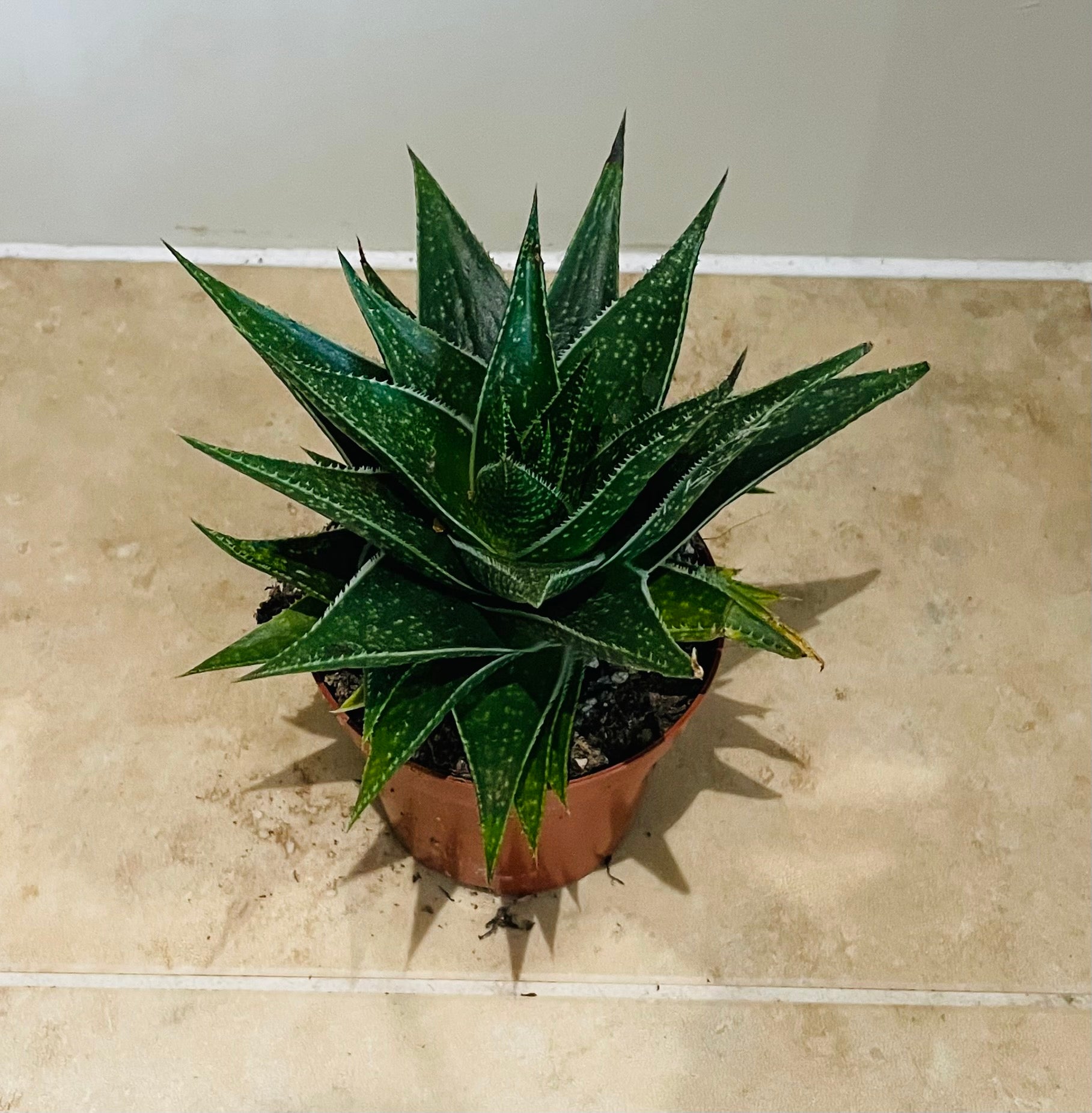 Aloe Flow 8.5cm Pot Cassandra's Plants