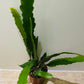 Epiphyllum Hybrid Sarah Courant in 12cm pot Cassandra's Plants