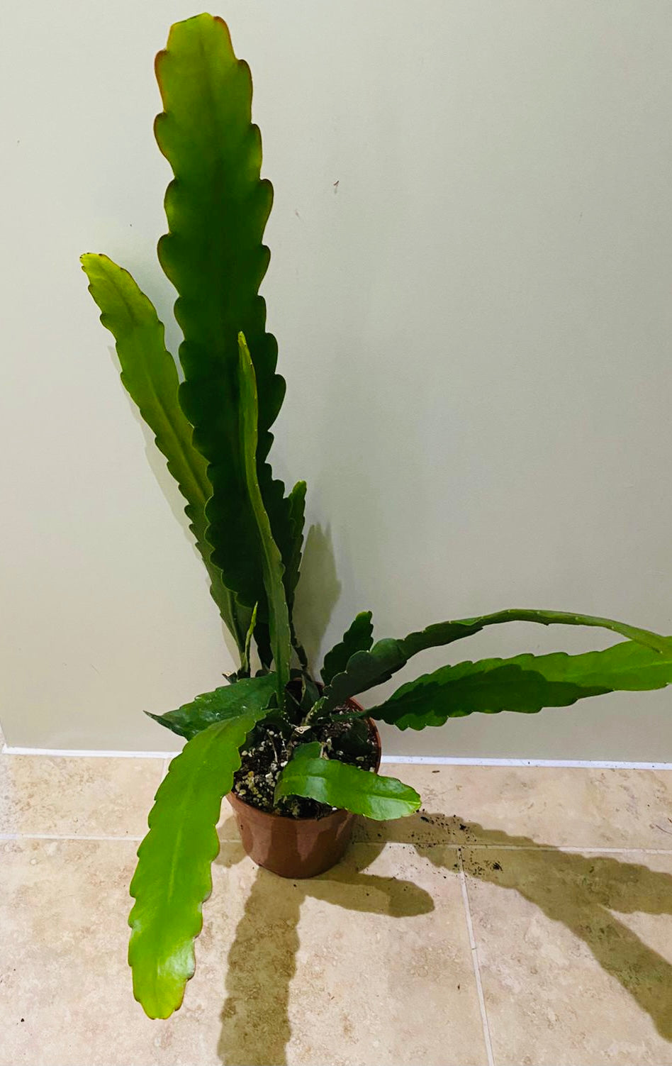 Epiphyllum Hybrid Sarah Courant in 12cm pot Cassandra's Plants