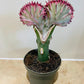Euphorbia Lactea Cristata Mermaid Tail 