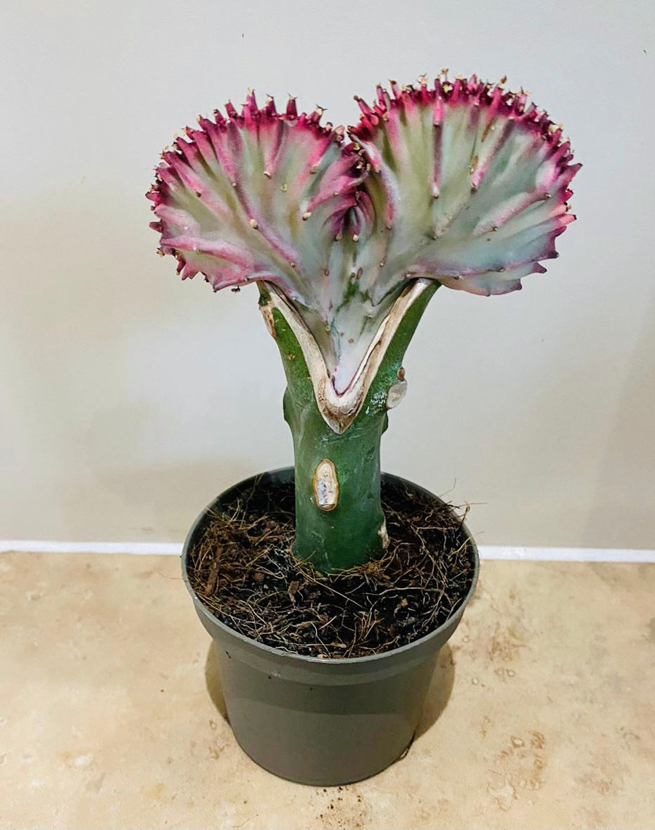 Euphorbia Lactea Cristata Mermaid Tail 