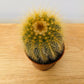 Parodia Schumanniana