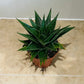 Aloe Flow 8.5cm Pot Cassandra's Plants