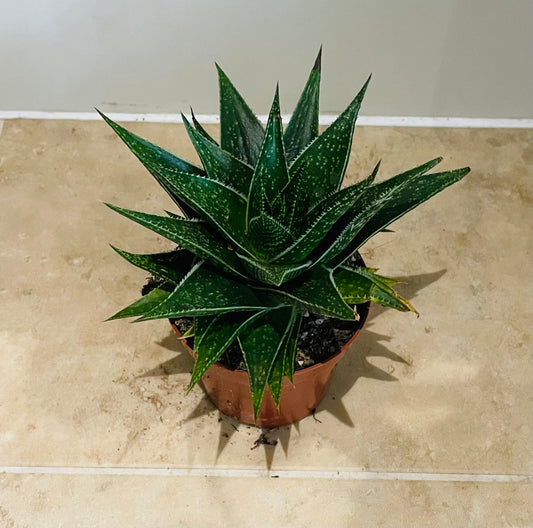 Aloe Flow 8.5cm Pot Cassandra's Plants
