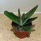 Gasteria Little Warty 8,5cm Pot Cassandra's Plants