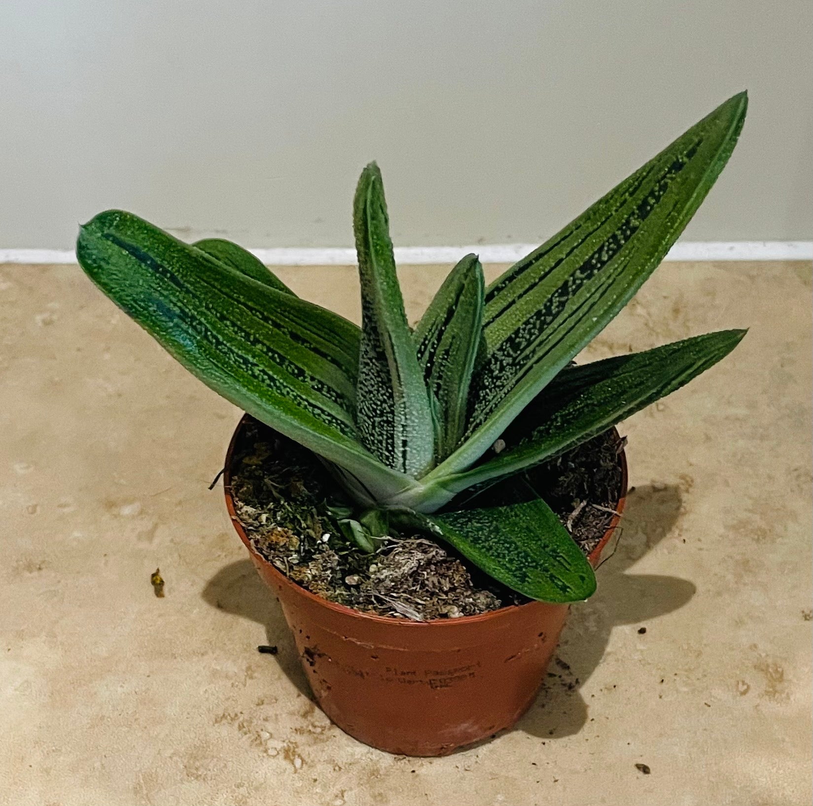 Gasteria Little Warty 8,5cm Pot Cassandra's Plants